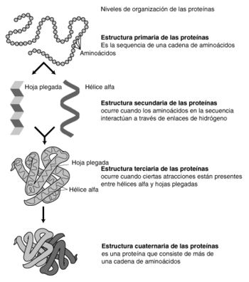 Estructura proteínas.png